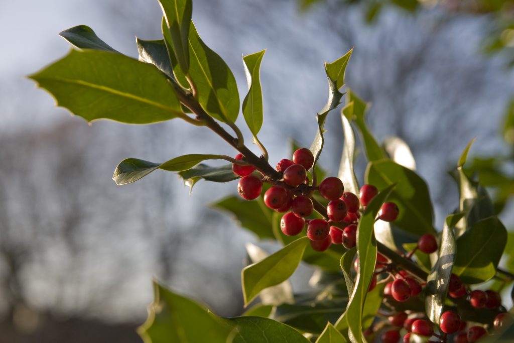 closeup shot holly branch with leaves