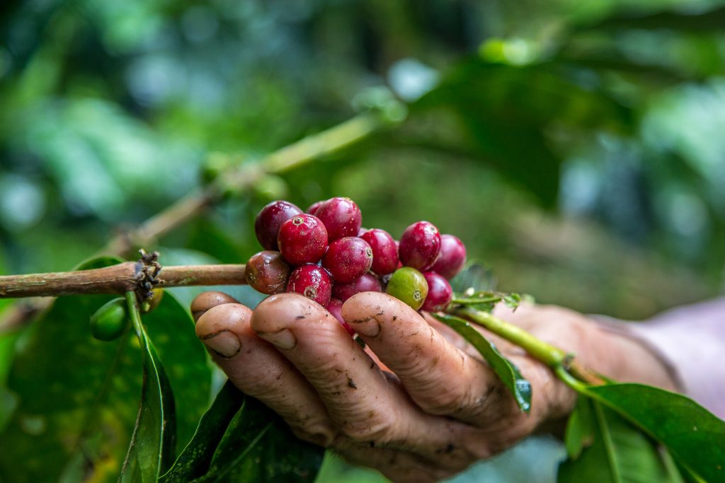 Quienes Somos 3 closeup shot male hand picking cherry red coffee beans tree