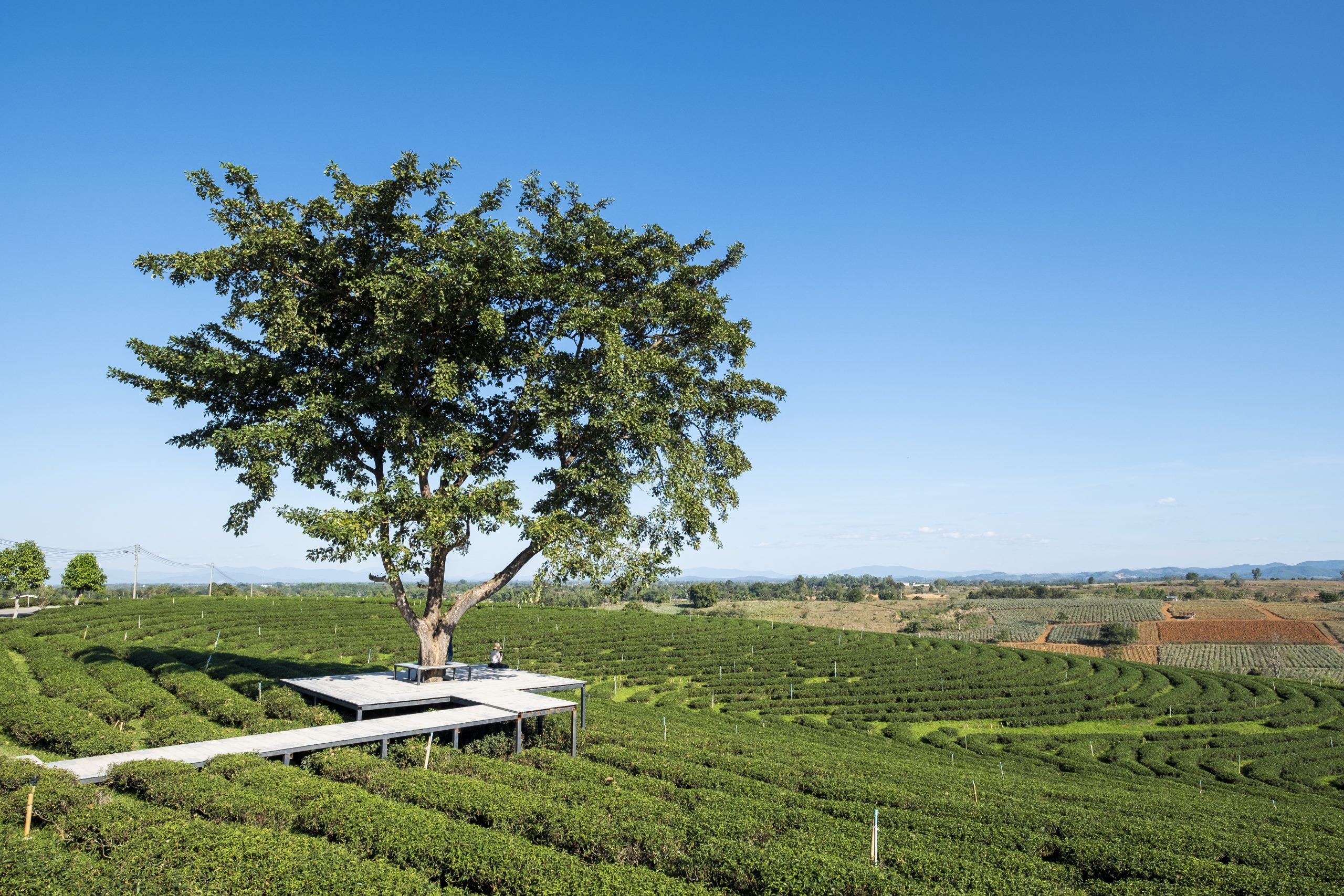 Quienes Somos 12 girl big tree tea field scaled