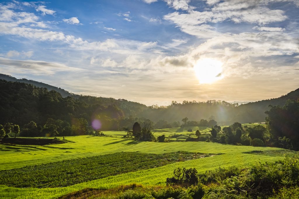 Quienes Somos 5 sunset rice farm field thailand