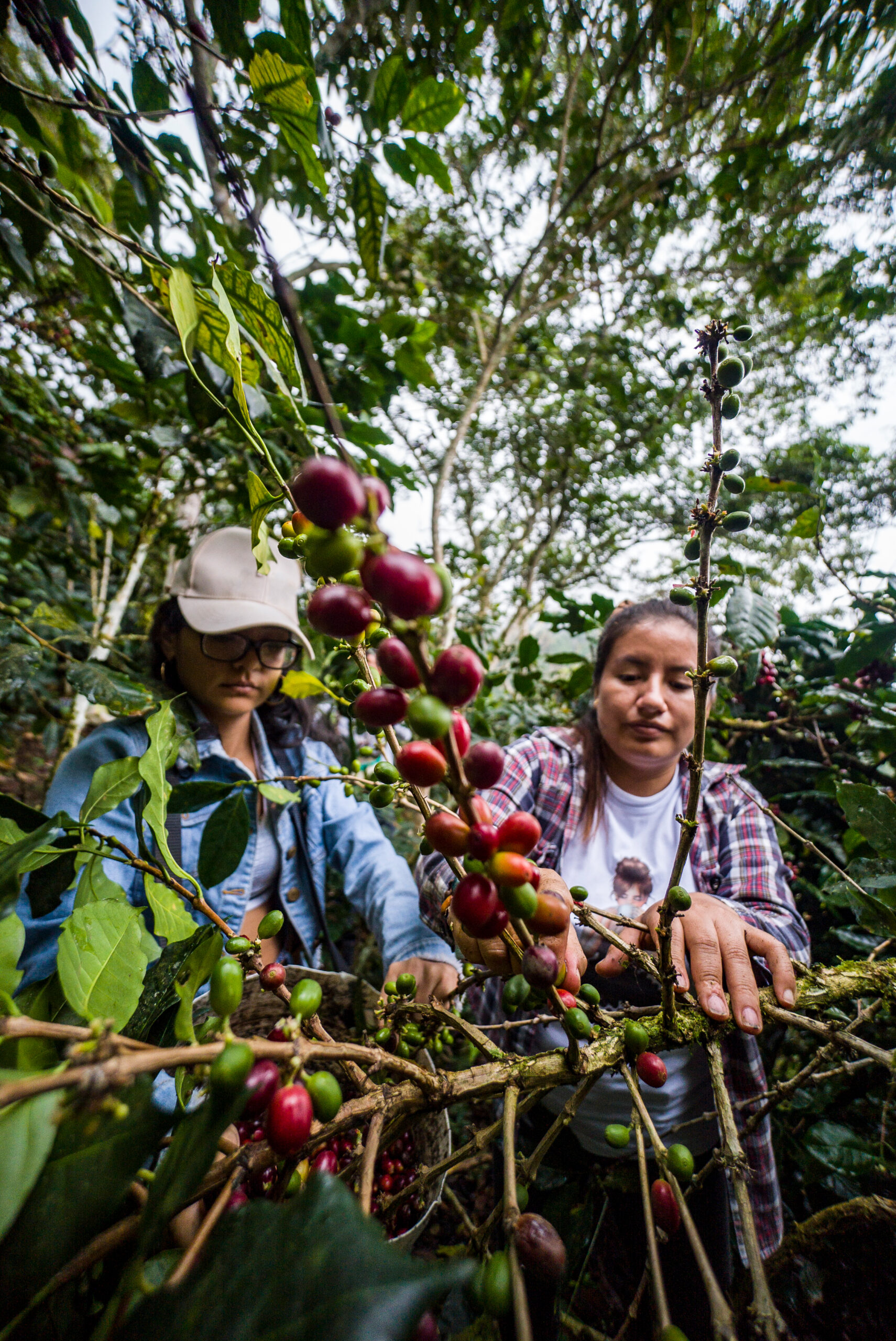 Quienes Somos 8 latin american farmer working harvest with her plants drying coffee posing scaled
