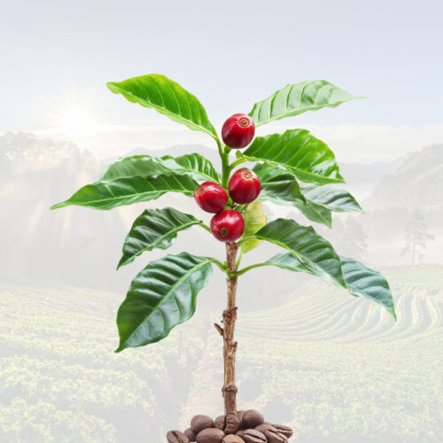 Árbol de Café - Unidad productiva